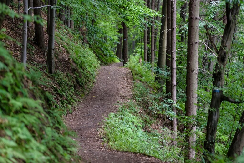 Ambling Through the Woods: Best Hiking Trails for Beginners Ambling Through the Woods: Best Hiking Trails for Beginners
