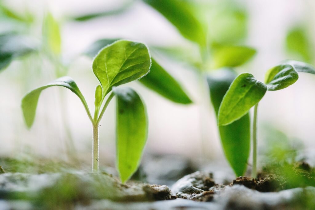 How Much Does It Cost To Maintain A Green House? How Much Does It Cost To Maintain A Green House?
