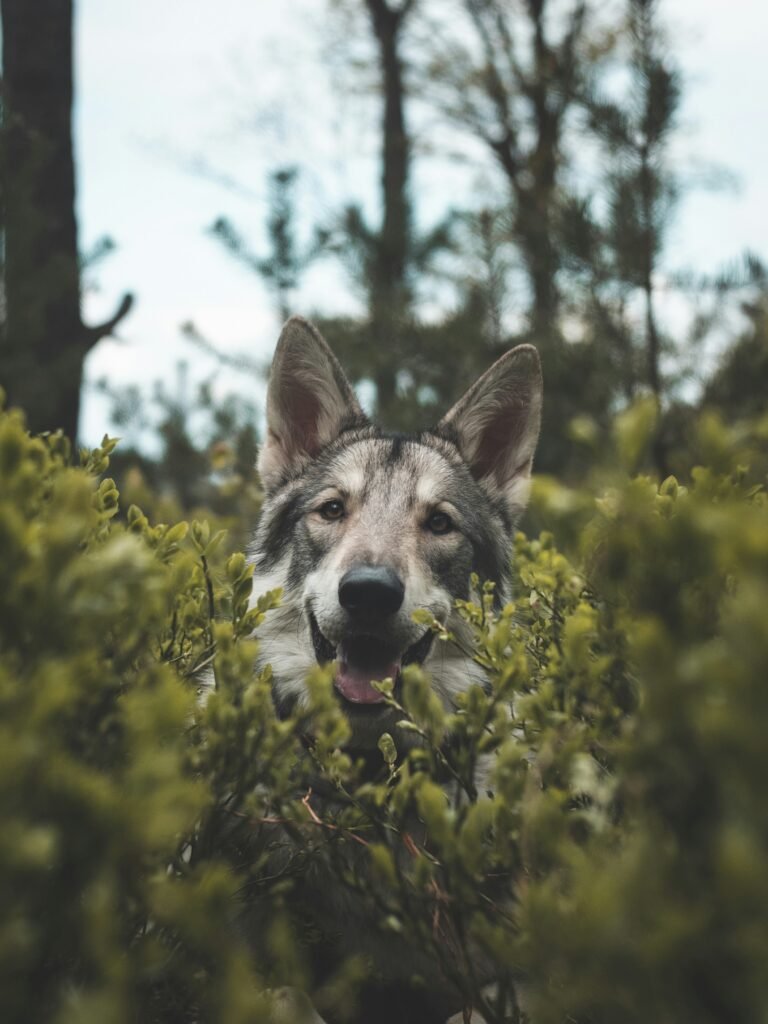 Navigating the Wolfpack: Legal Insights on Wolves as Pets Across State Lines Navigating the Wolfpack: Legal Insights on Wolves as Pets Across State Lines