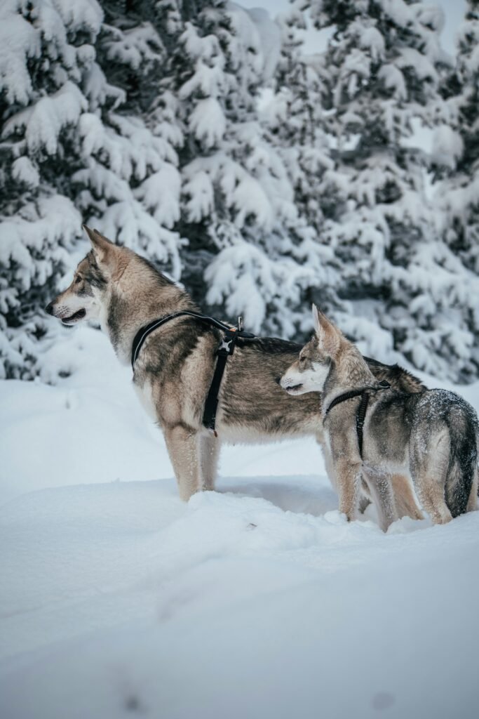 Navigating the Wolfpack: Legal Insights on Wolves as Pets Across State Lines Navigating the Wolfpack: Legal Insights on Wolves as Pets Across State Lines