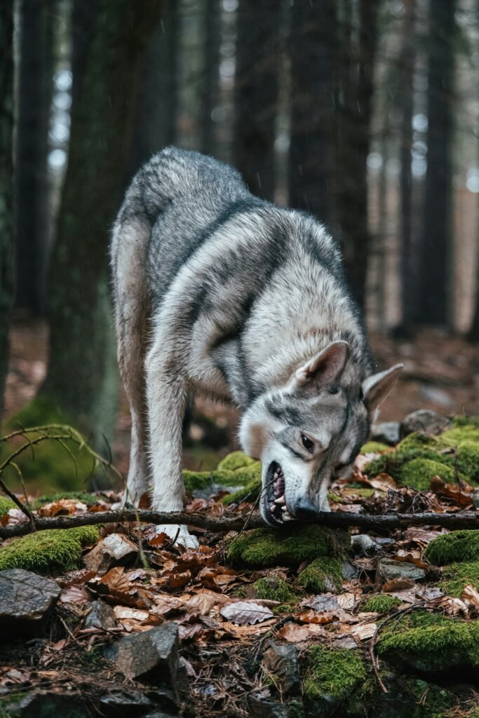 Navigating the Wolfpack: Legal Insights on Wolves as Pets Across State Lines Navigating the Wolfpack: Legal Insights on Wolves as Pets Across State Lines