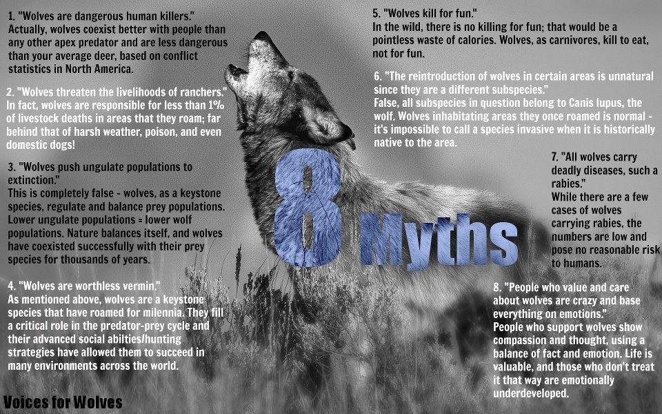 The Reality of Keeping a Wolf as a Pet: Myths vs. Facts that Might Just Surprise You The Reality of Keeping a Wolf as a Pet: Myths vs. Facts that Might Just Surprise You
