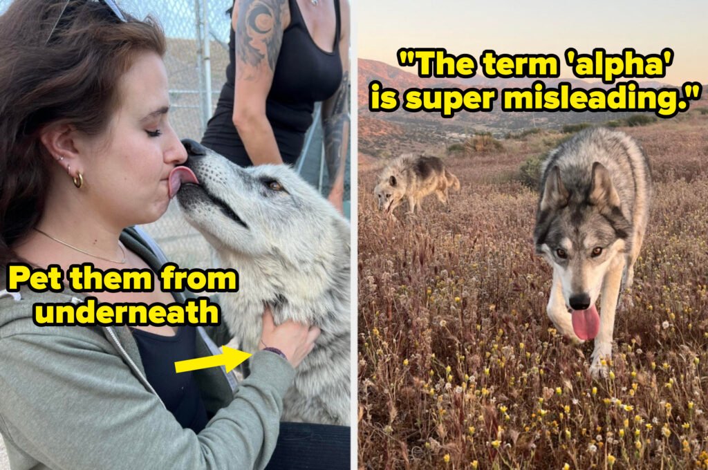 The Reality of Keeping a Wolf as a Pet: Myths vs. Facts that Might Just Surprise You The Reality of Keeping a Wolf as a Pet: Myths vs. Facts that Might Just Surprise You