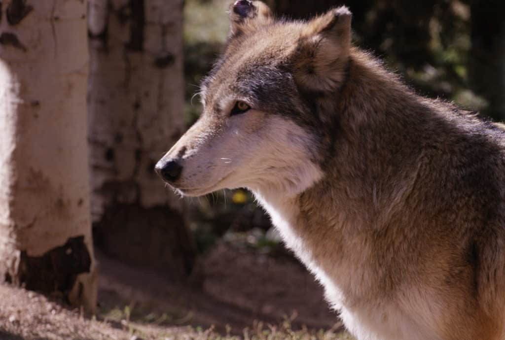 The Reality of Keeping a Wolf as a Pet: Myths vs. Facts that Might Just Surprise You The Reality of Keeping a Wolf as a Pet: Myths vs. Facts that Might Just Surprise You