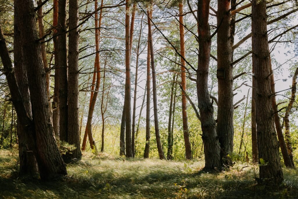 What Flooring Is Most Eco-friendly? What Flooring Is Most Eco-friendly?