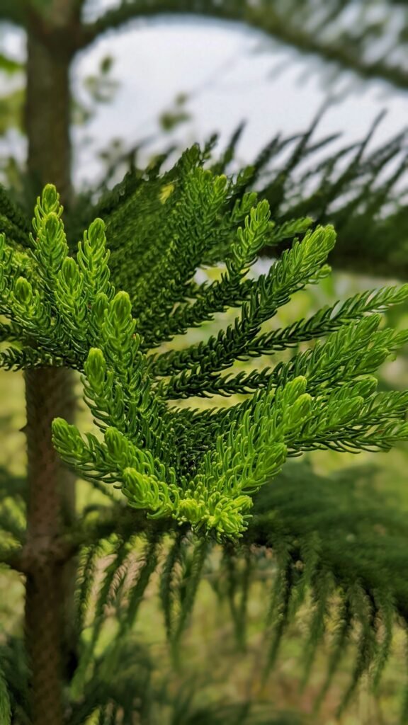 Why Buy A Green Home? Why Buy A Green Home?
